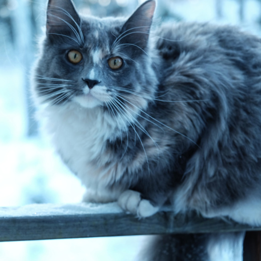 Lynx Luna A Swedish Maine Coon Cattery kattuppfödare kattungar