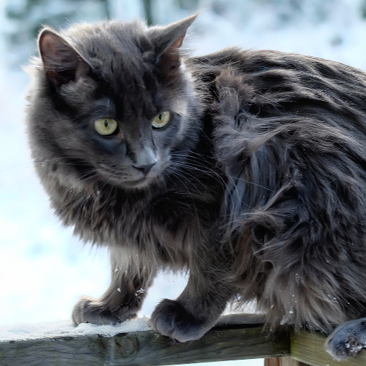 Lynx Luna A Swedish Maine Coon Cattery kattuppfödare kattungar