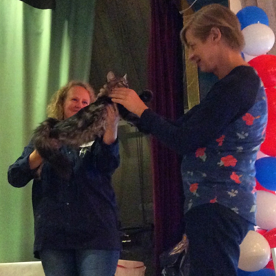 Lynx Luna Maine Coon katter kattungar Huddinge Stockholm