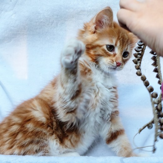 Lynx Luna katteri Maine Coon kattungar Stockholm Huddinge Outcross breeding