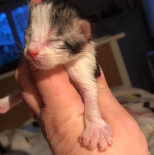 Lynx Luna Maine Coons kattungar Stockholm