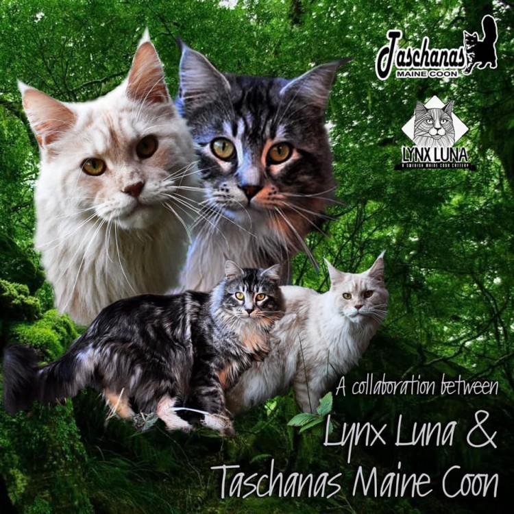 Lynx Luna Maine Coon