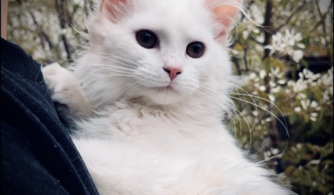 maine coon kattunge lynx luna 2023 vitmainecoon vit maine coon ledig kattunge uppfödare hona
