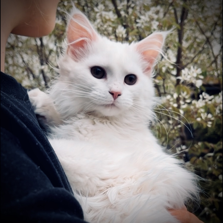 maine coon kattunge lynx luna 2023 vitmainecoon vit maine coon ledig kattunge uppfödare hona